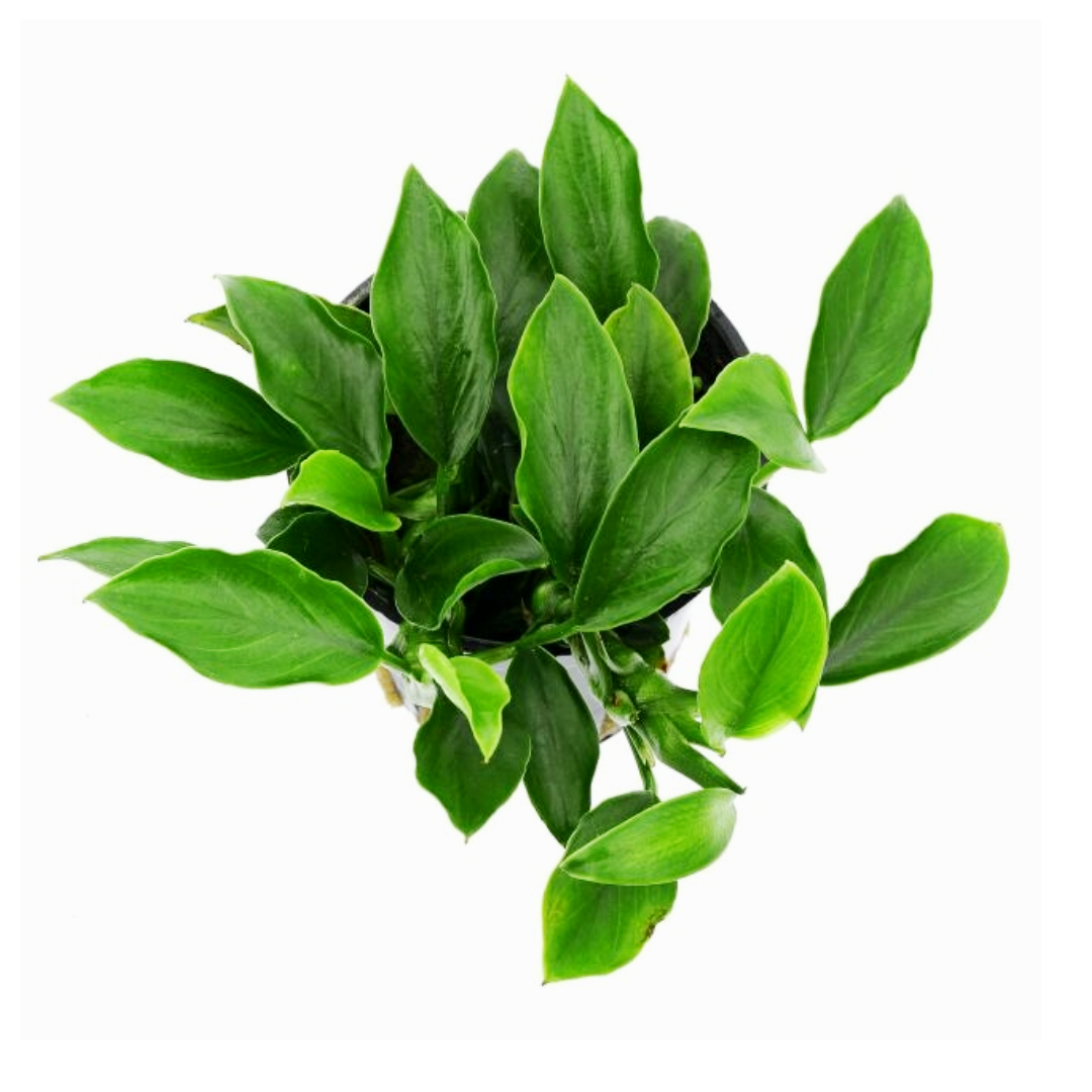 Anubias Nana Paxing