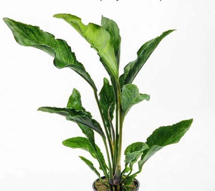 Anubias Heterophylla Supernova