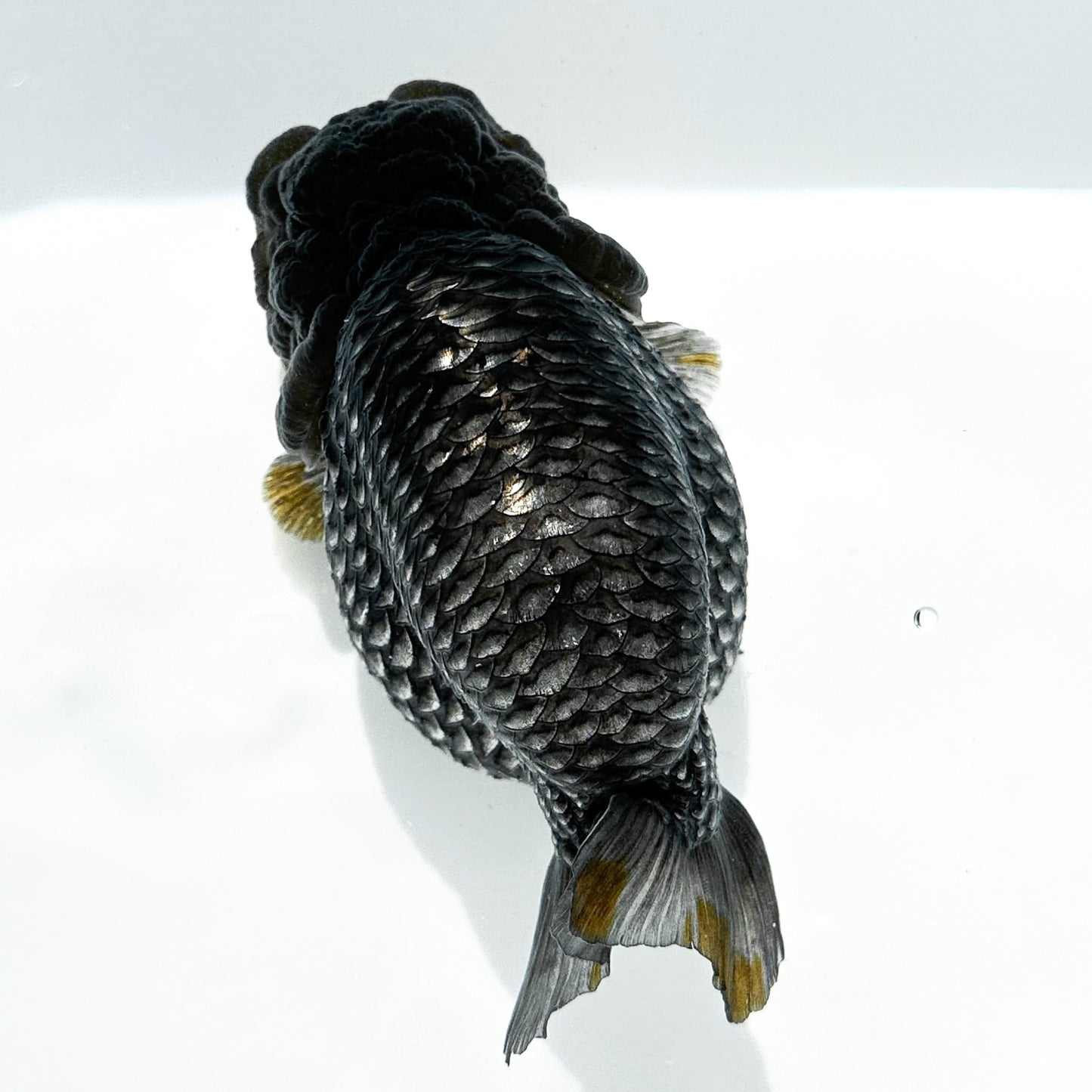 Black Copper Ranchu Goldfish | Grower Pick