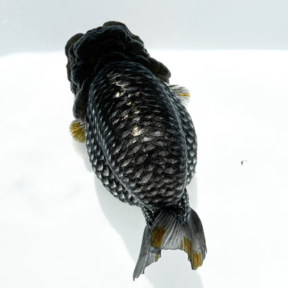 Black Copper Ranchu Goldfish | Grower Pick