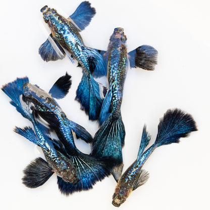 Blue Dragon Guppy Fish