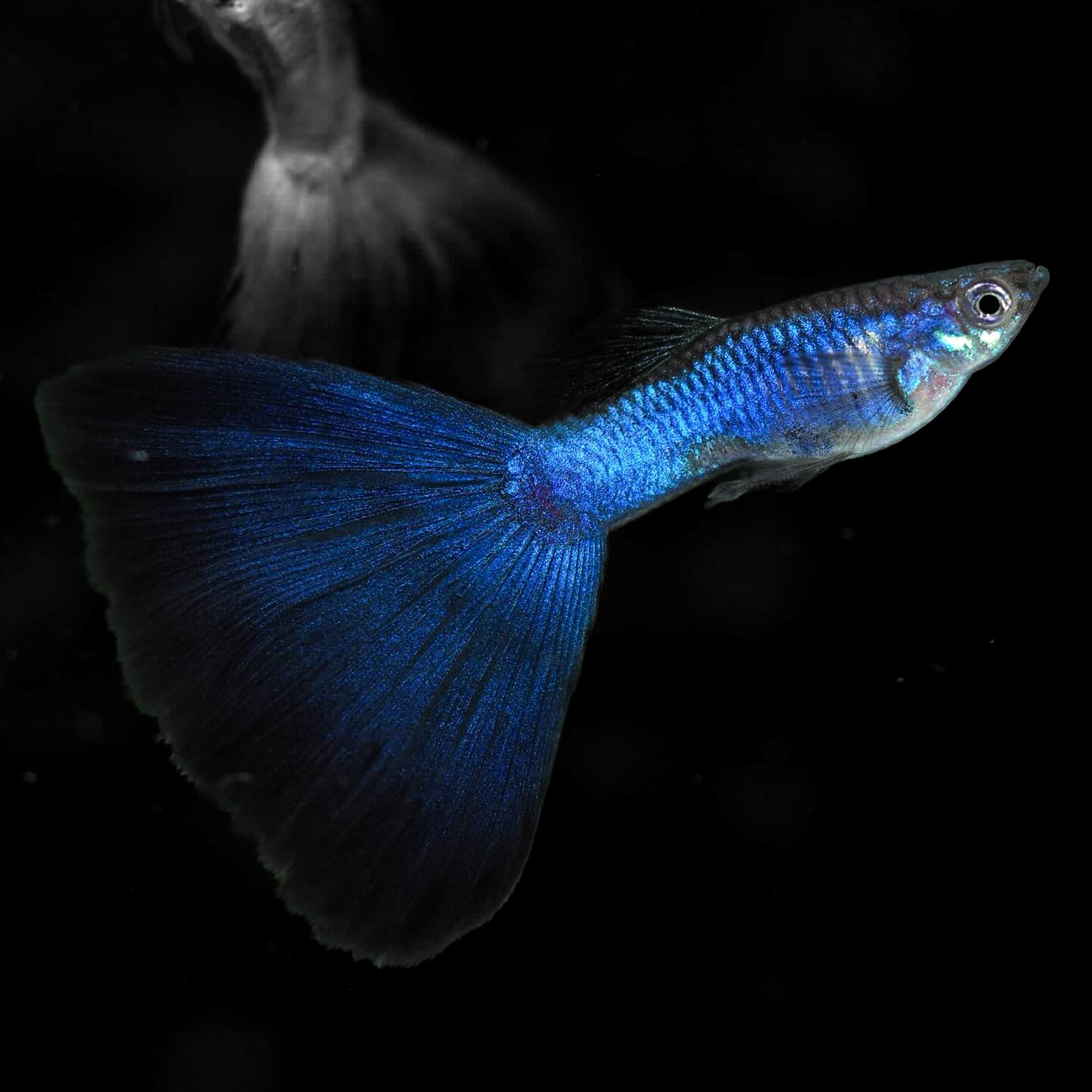Blue Japan Guppy Fish – Deep Ocean Color & Fancy Tail