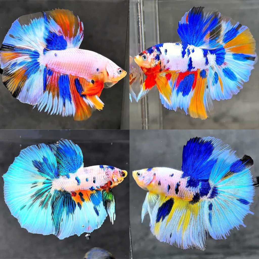 betta fish surprise box Koi Multicolor Candy Halfmoon Male Betta Fish