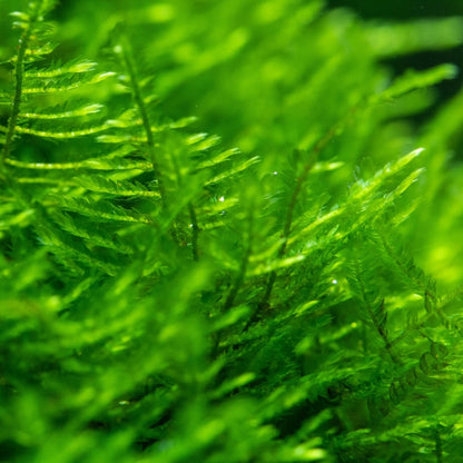 Christmas Moss