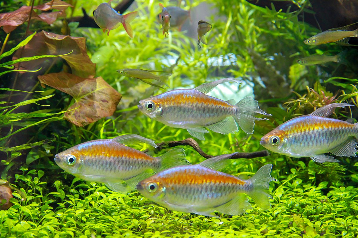 Congo Tetra Fish