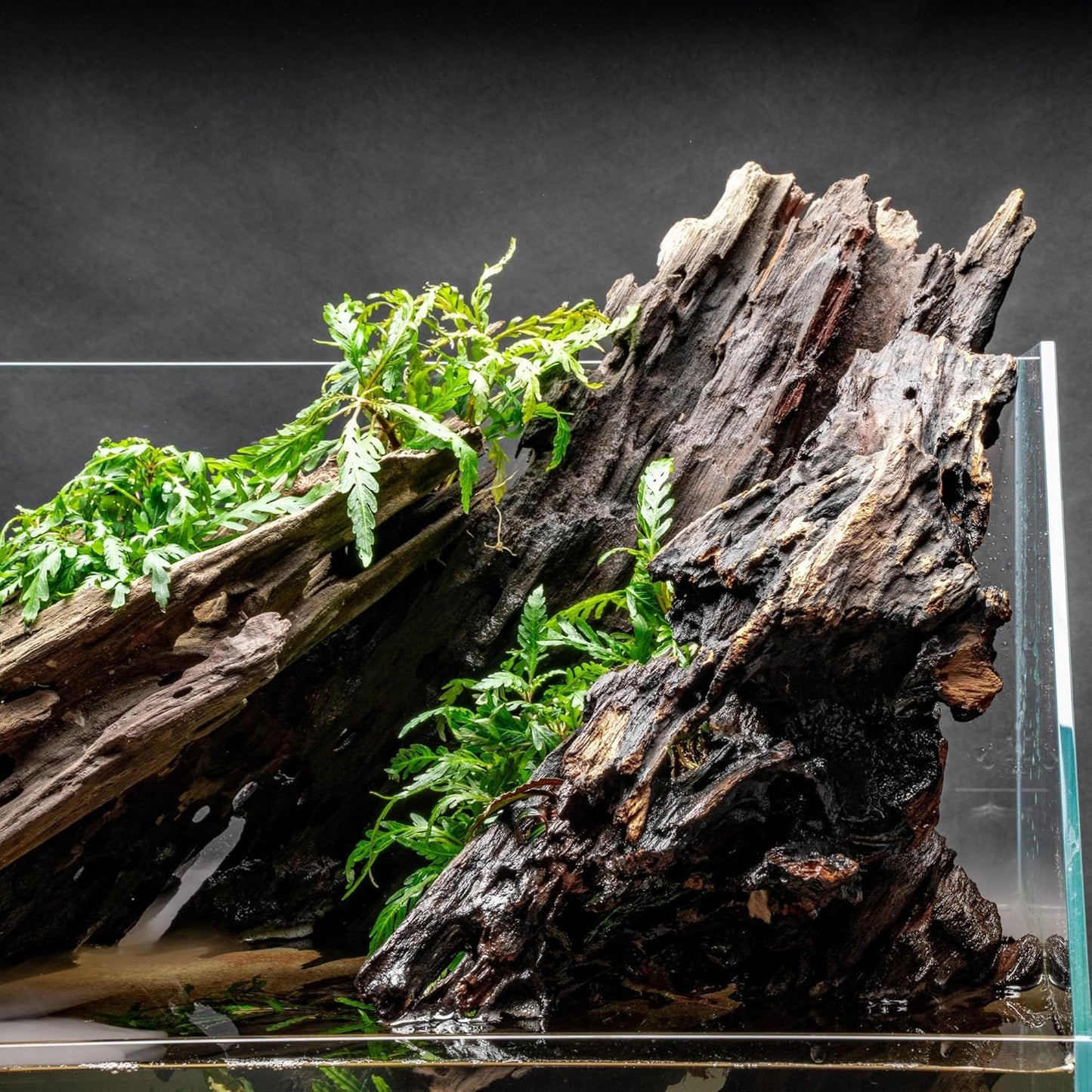 Dragon Driftwood