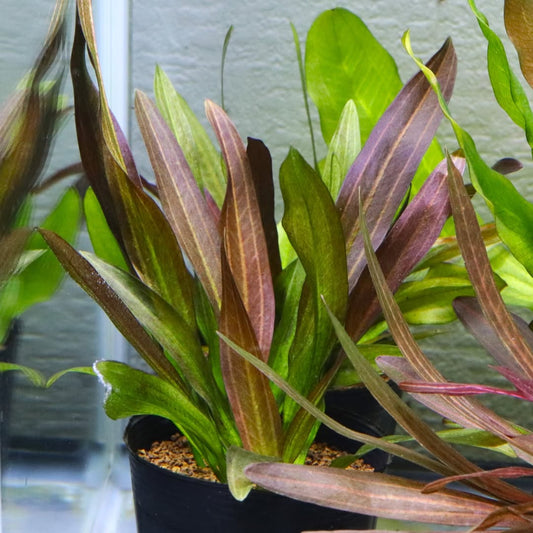Echinodorus Red Phoenix