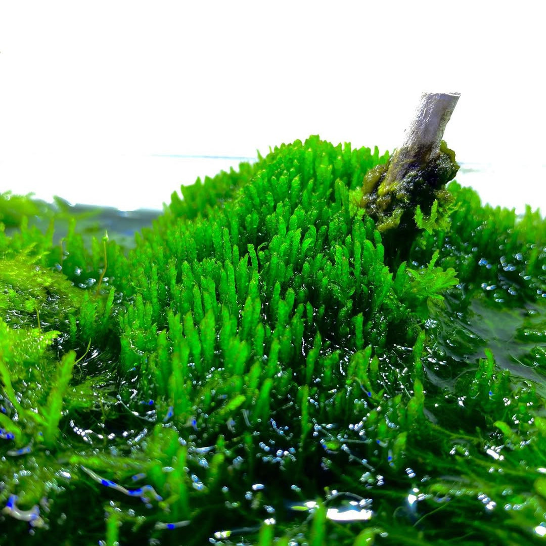 Flame Moss on Stainless Steel