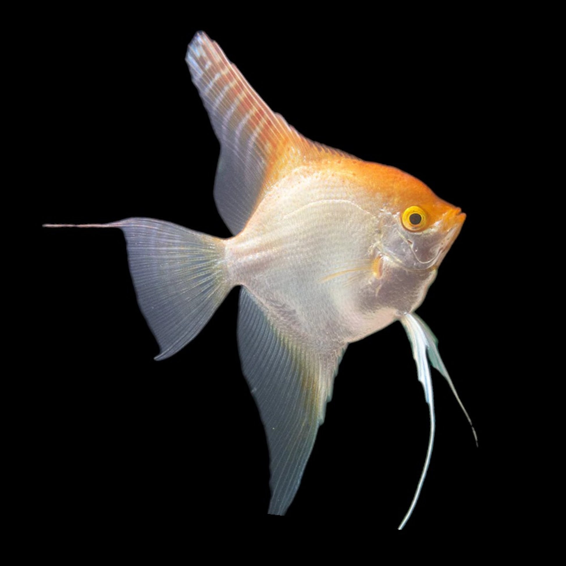 Gold Angelfish