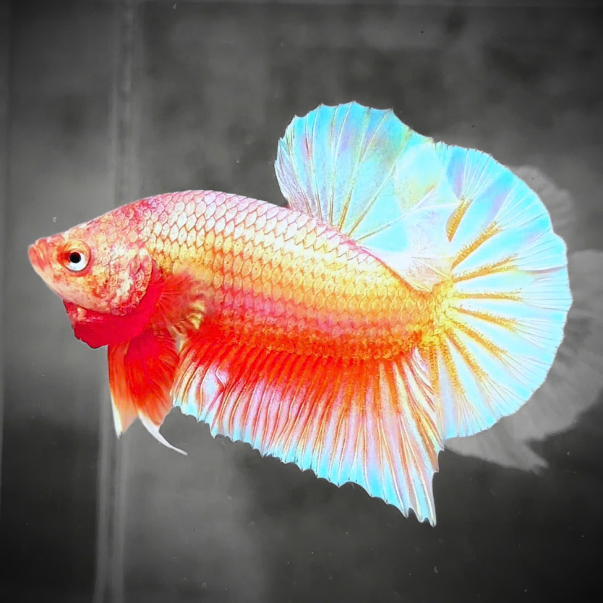 Golden Pink Plakat Male Betta Fish