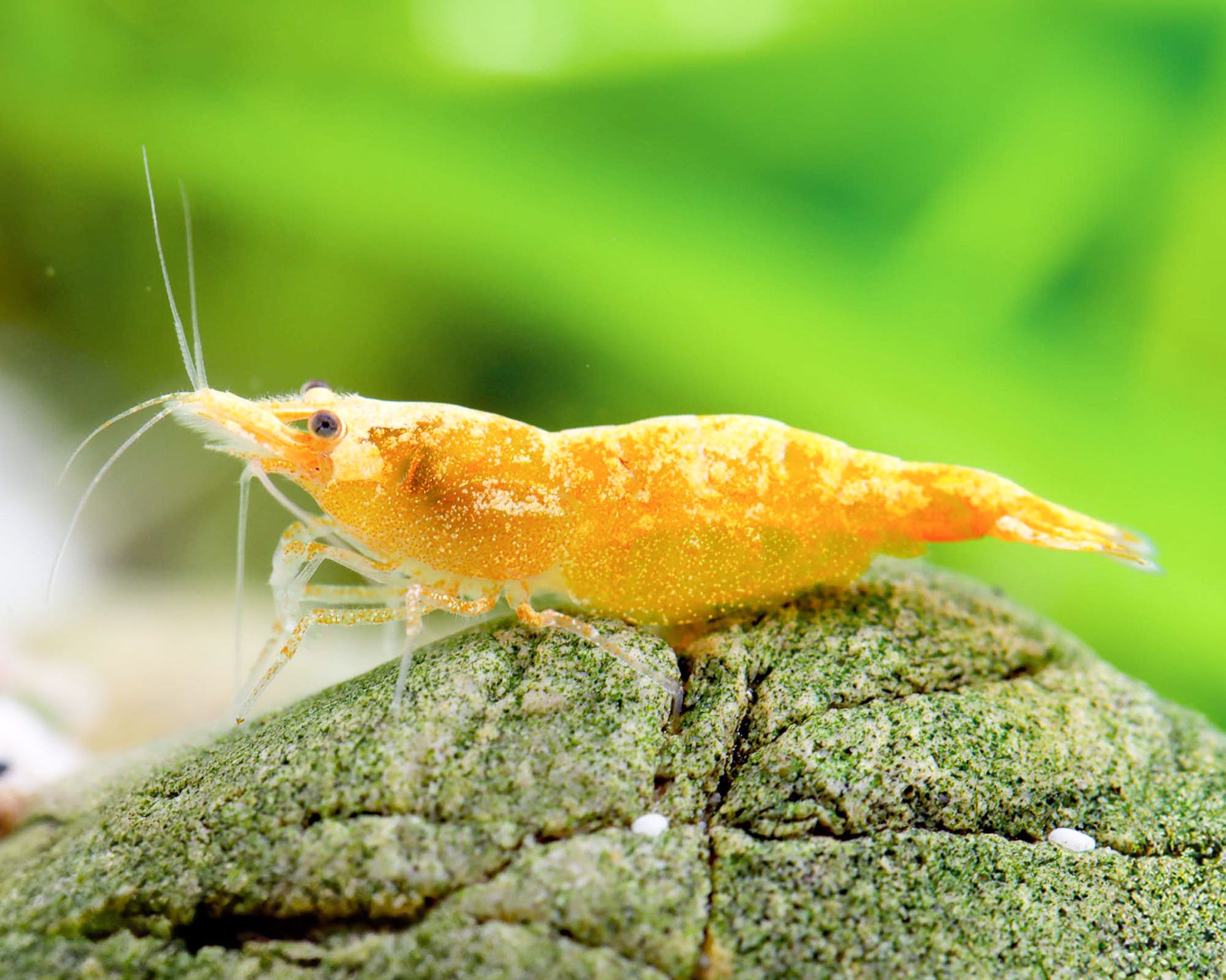 Golden Stardust Neocaridina Shrimp – Premium Grade