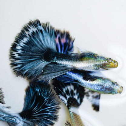 Purple Ivory Mosaic Guppy Fish