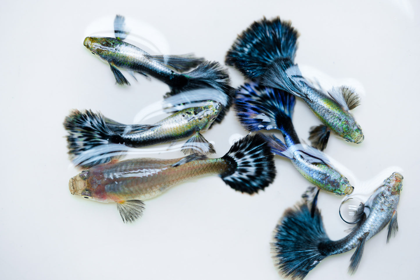 Purple Ivory Mosaic Guppy Fish