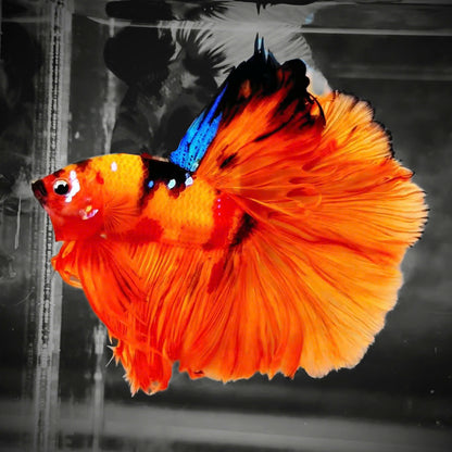 Koi Nemo Fire Halfmoon Male Betta Fish | Fire Mystery Betta