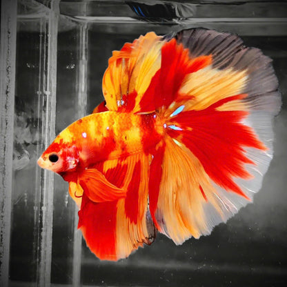 Koi Nemo Fire Halfmoon Male Betta Fish | Fire Mystery Betta