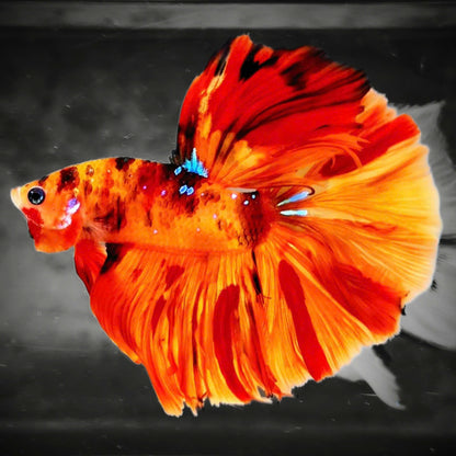 Koi Nemo Fire Halfmoon Male Betta Fish | Fire Mystery Betta