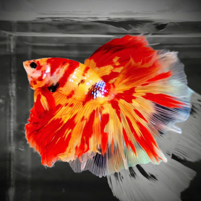 Koi Nemo Fire Halfmoon Male Betta Fish | Fire Mystery Betta