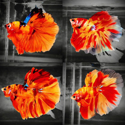 Koi Nemo Fire Halfmoon Male Betta Fish | Fire Mystery Betta
