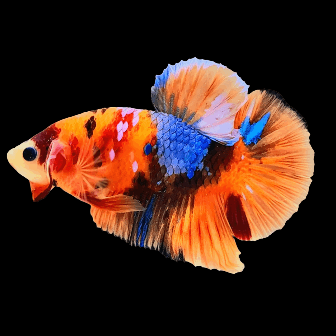 Tropicflow | Nemo Galaxy Plakat Male Betta | Mystery Betta