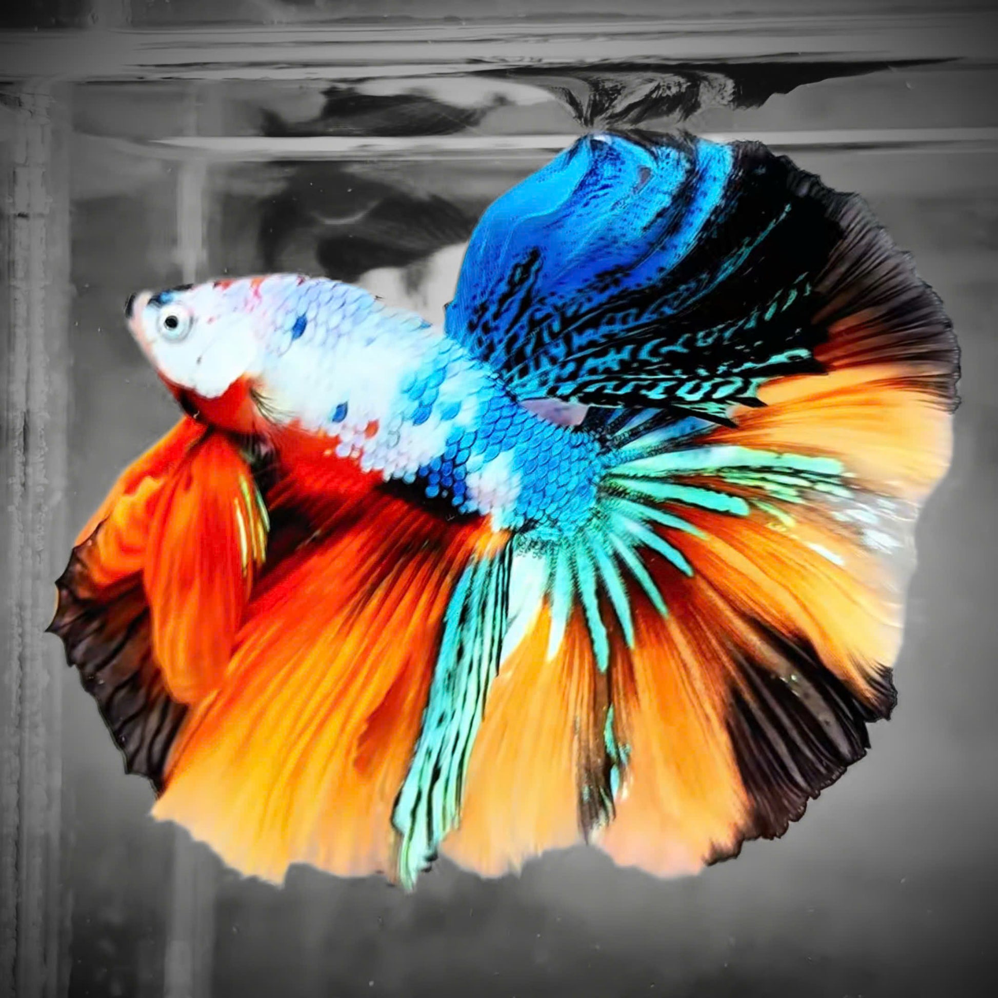 Koi Nemo Halfmoon Male Betta Fish | Buy 4 Get 1 Free | Mystery Betta