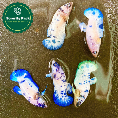 Marble Dot Moo Cow Female Betta Sorority Pack