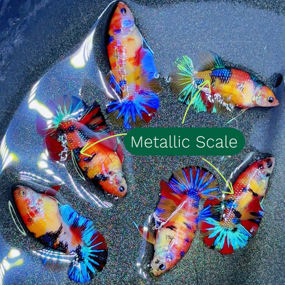 Metallic Female Betta Fish | Trending