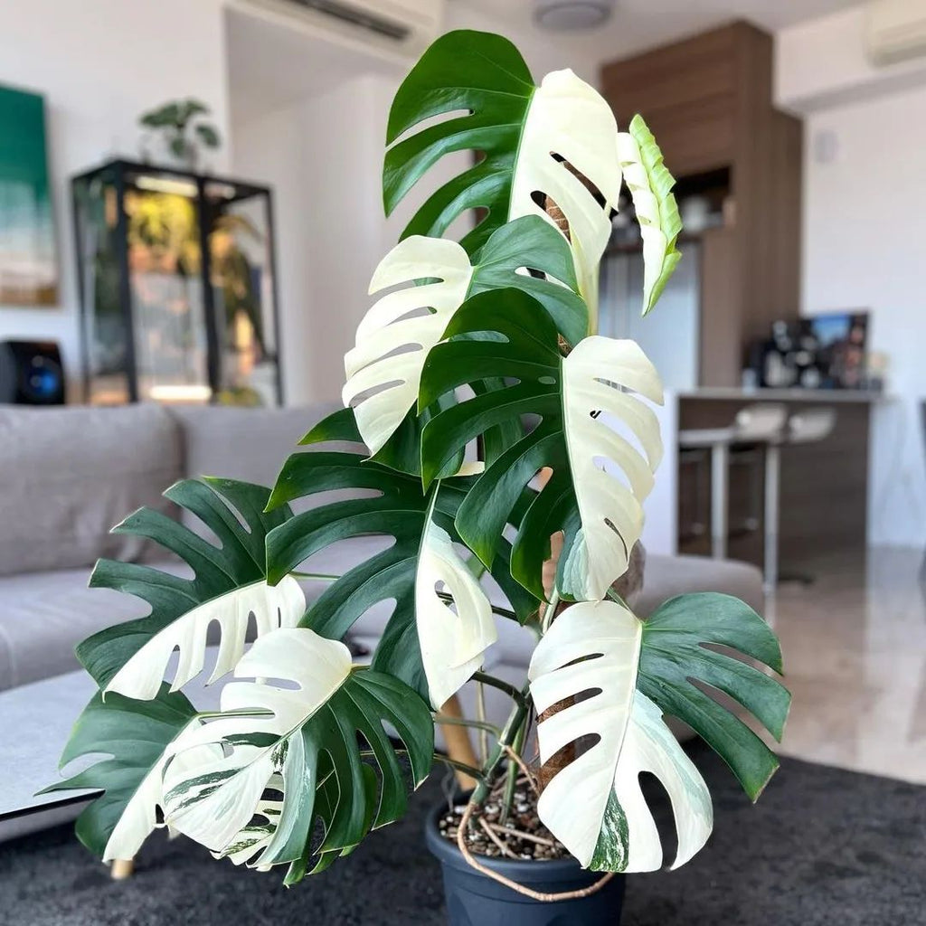 half moon variegated monstera Shop Variegated Monstera Albo Cutting Plant