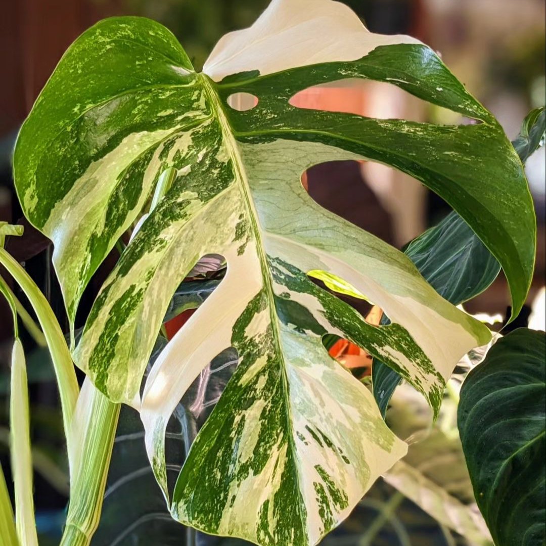 variegated philodendron monstera Shop Variegated Monstera Albo Cutting Plant