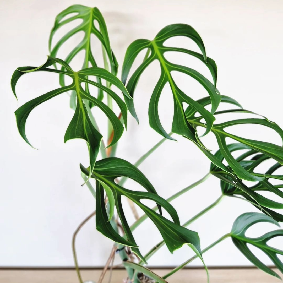 burle marx flame philodendron Monstera Burle Marx Flame Tissue Culture Plant