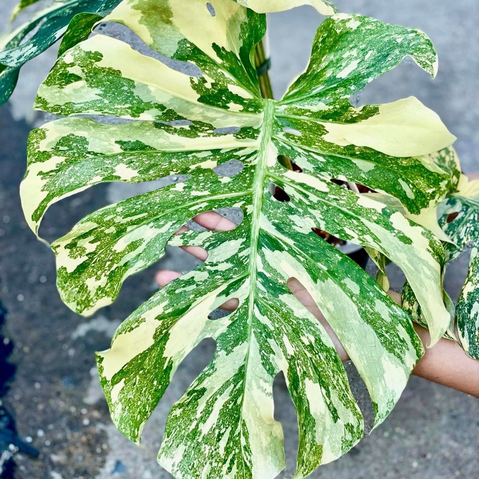 Variegated Monstera Creme Brulee Plant | Rare & Exotic