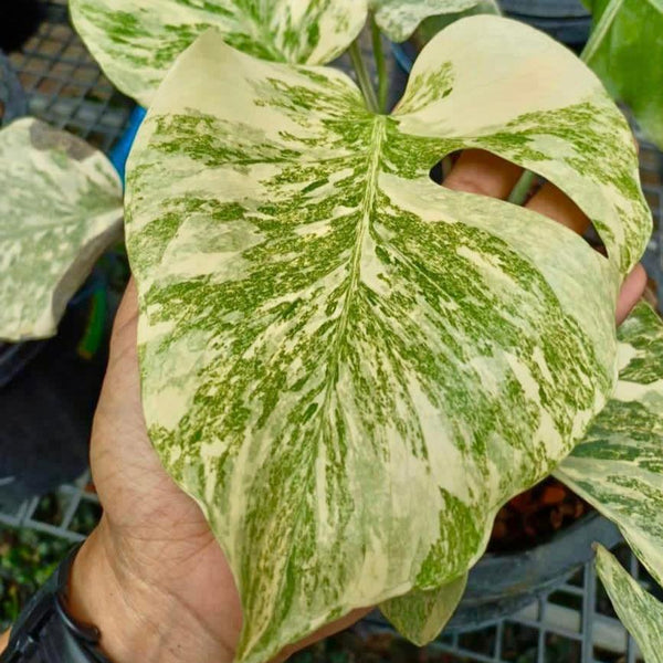 Variegated Monstera Legacy Plant | Rare & Exotic
