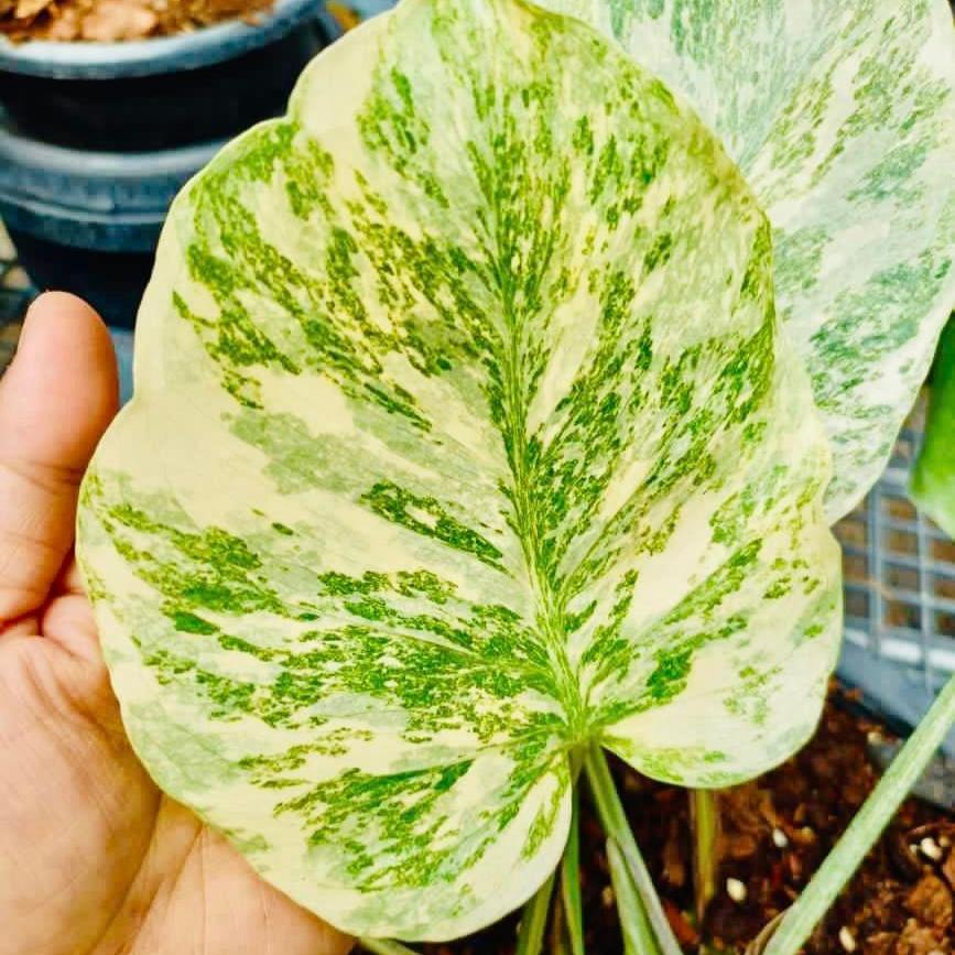 Variegated Monstera Legacy Plant | Rare & Exotic
