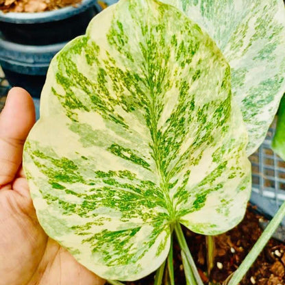 monstera legacy Variegated Monstera Legacy Plant