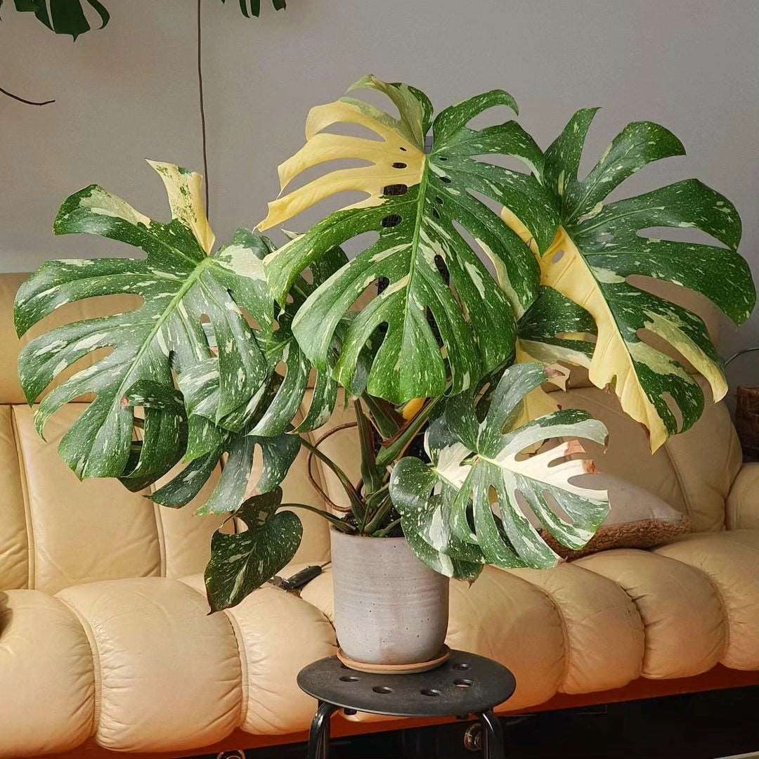 monstera thai variegated Shop Variegated Monstera Thai Constellation Tissue Culture Plant