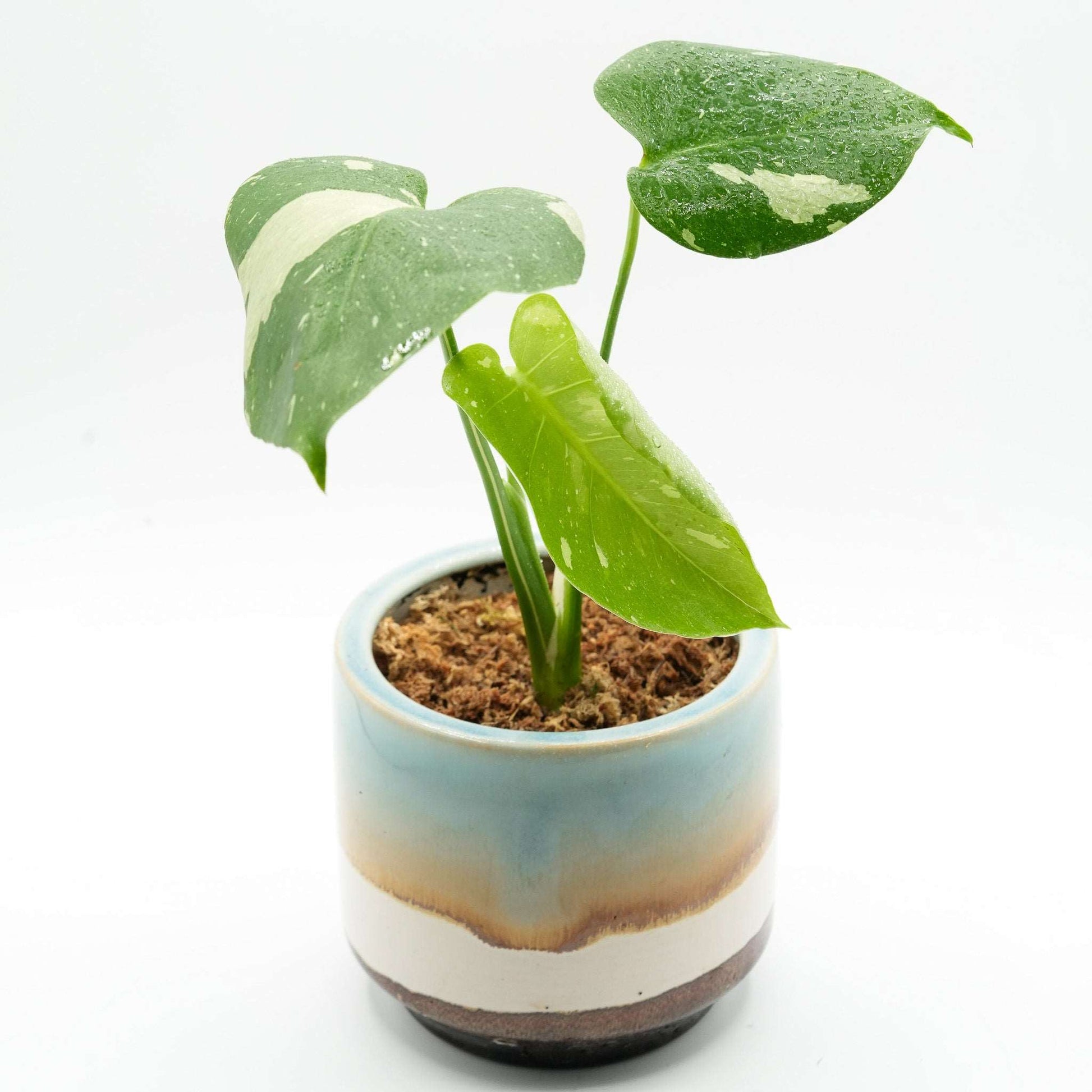 monstera thai constellation mature Shop Variegated Monstera Thai Constellation Mature Plant VIP Grade