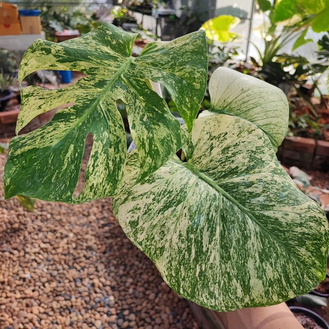albino monstera for sale Shop Variegated Monstera White Monster Tissue Culture Plant