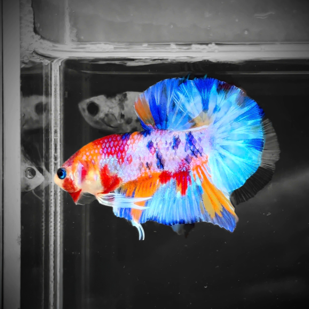 Multicolor Candy Metallic Plakat Male Betta Fish | High Grade | Mystery Betta