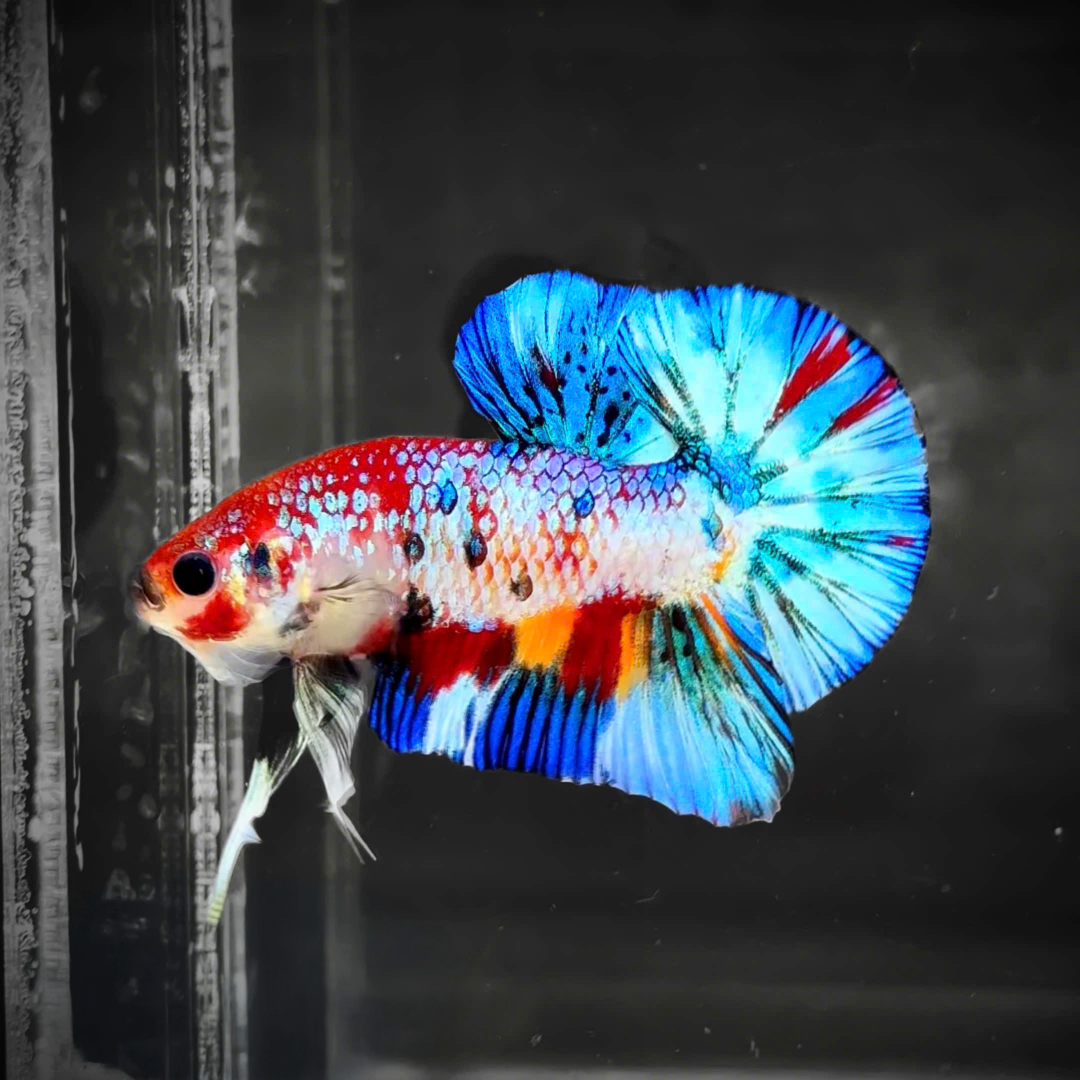 Multicolor Candy Metallic Plakat Male Betta Fish | High Grade | Mystery Betta