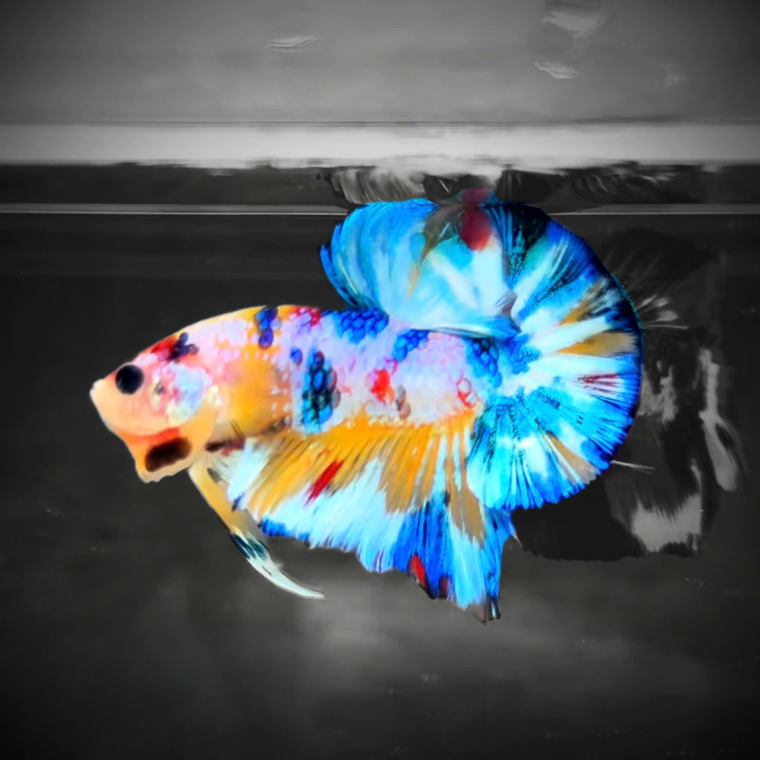 Multicolor Candy Metallic Plakat Male Betta Fish | High Grade | Mystery Betta