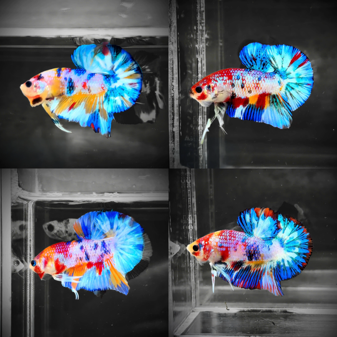 Multicolor Candy Metallic Plakat Male Betta Fish | High Grade | Mystery Betta