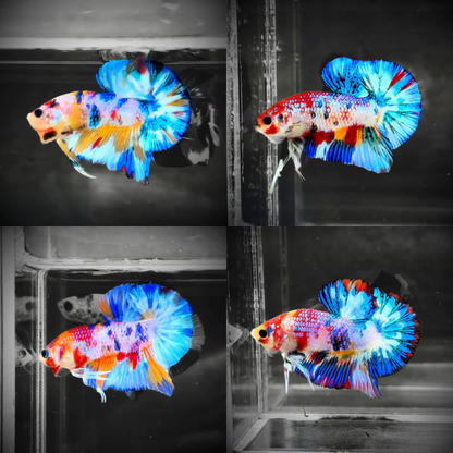 Multicolor Candy Metallic Plakat Male Betta Fish | High Grade | Mystery Betta