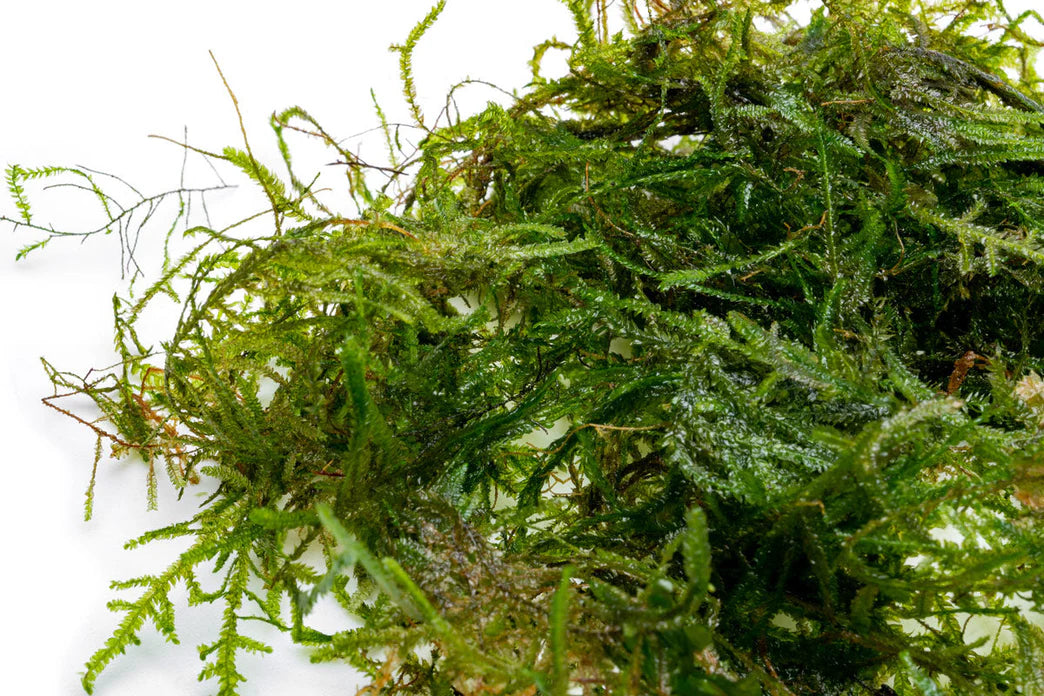 Peacock Moss