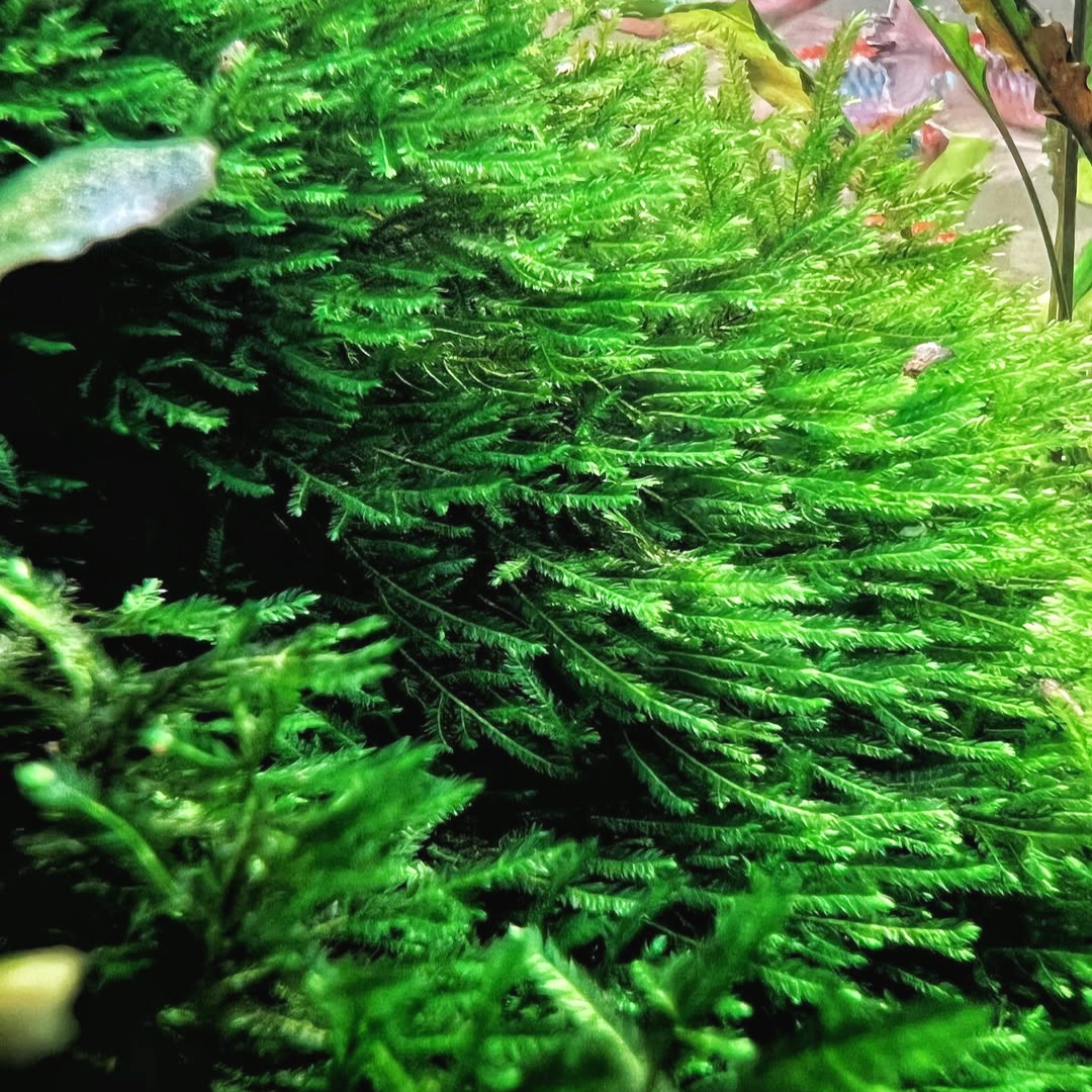 Peacock Moss