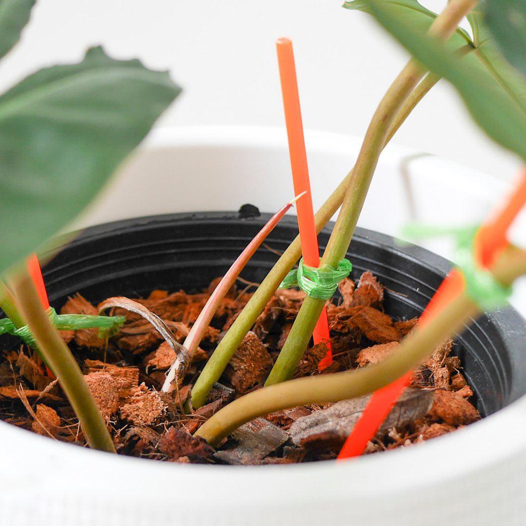 anthurium billietiae Shop Philodendron Billietiae Tissue Culture Plant