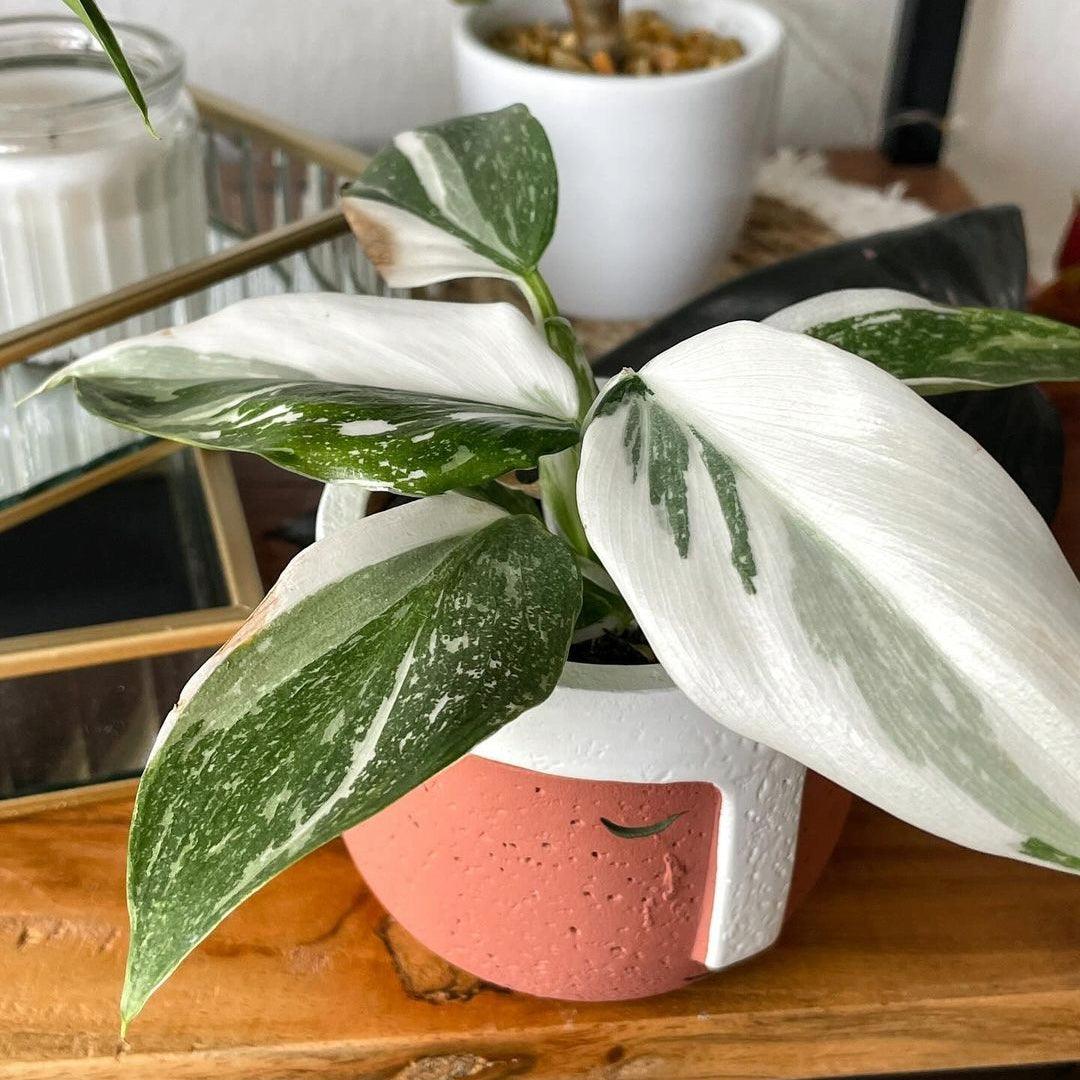 Shop Variegated Philodendron White Princess Mature Plant