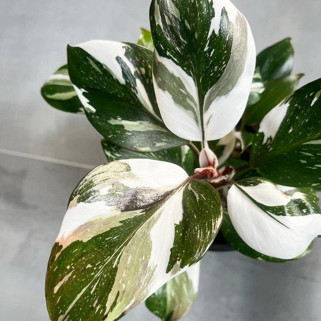 white variegated philodendron Shop Variegated Philodendron White Princess Mature Plant