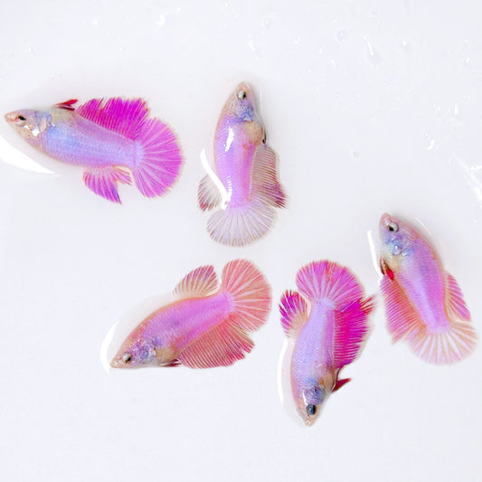 Pink Halfmoon Female Betta Fish | Rare Pastel Beauty