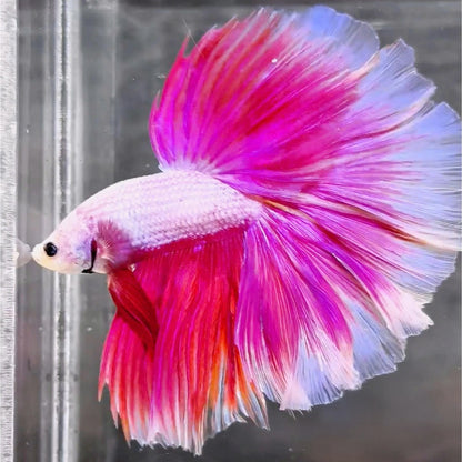 Pink Sakura Halfmoon Male Betta Fish | Grower Pick