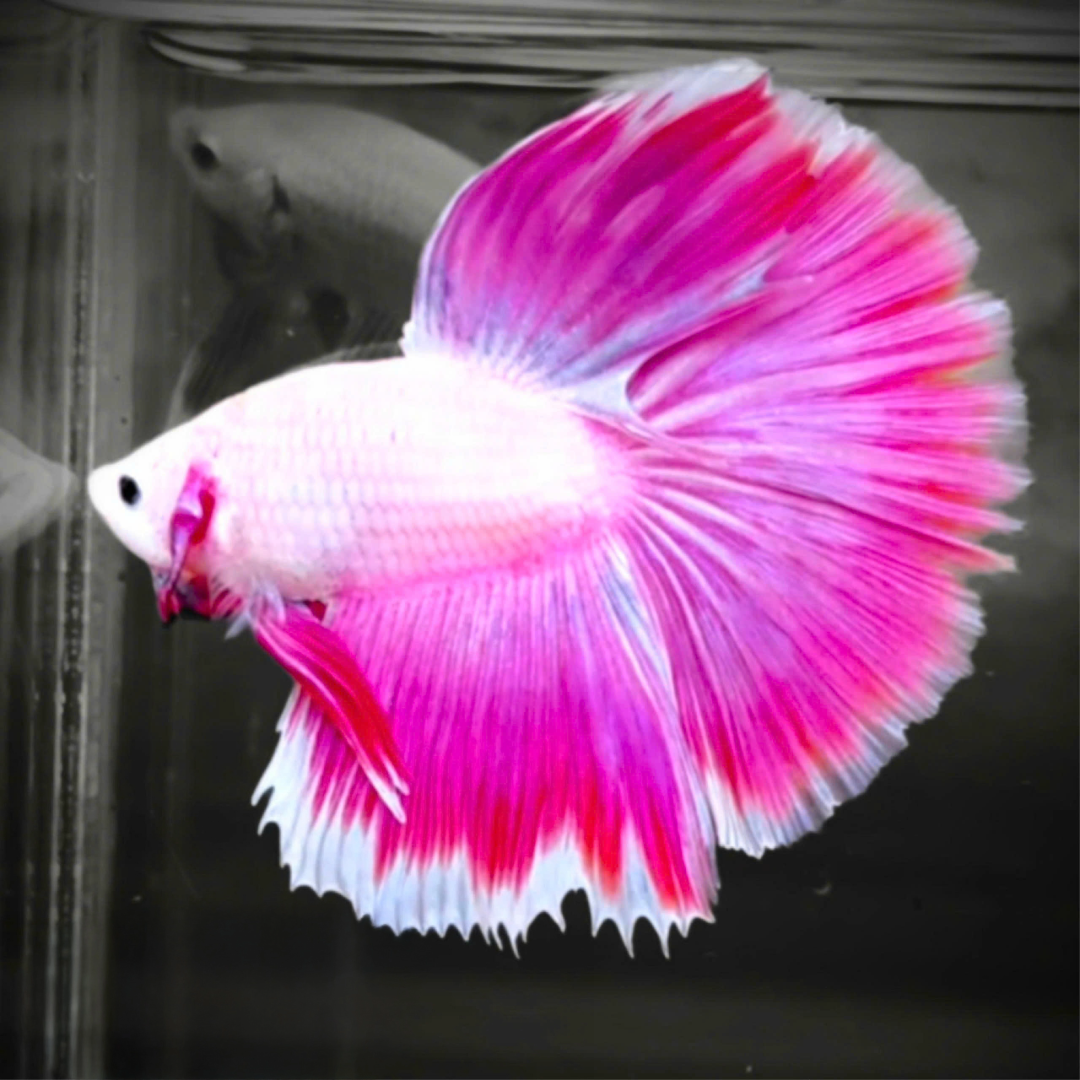 Pink Sakura Halfmoon Male Betta Fish | Grower Pick