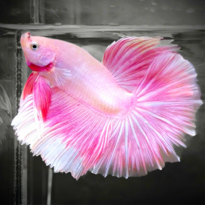 Pink Sakura Halfmoon Male Betta Fish | Grower Pick